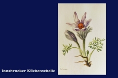 bg1217-05