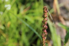 bg0813-17