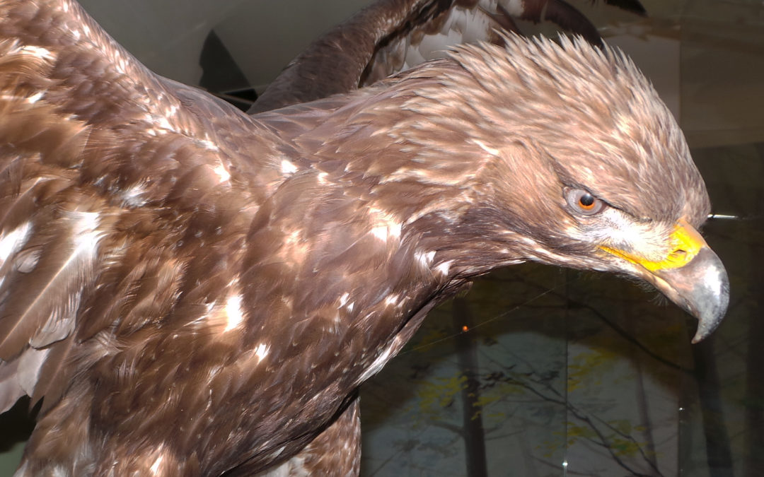 JULI 2020: STEINADLER AQUILA CHRYSAETOS JUVENIL