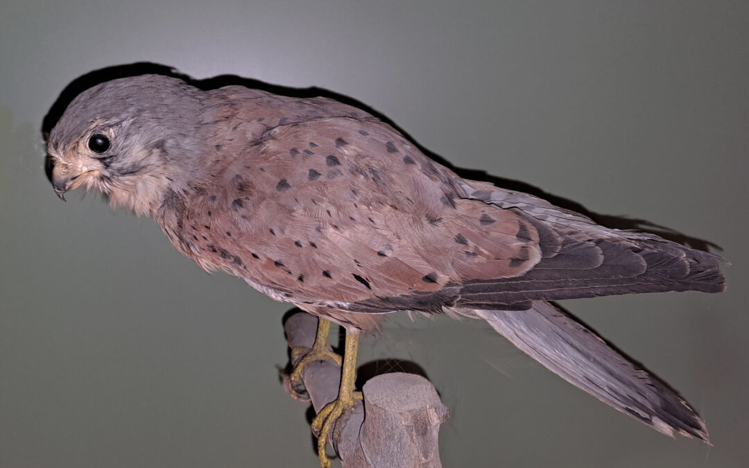 FEBRUAR 2023: Turmfalke (Falco tinnunculus)